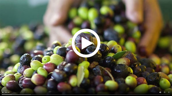 Try Zinzino BalanceOil Video